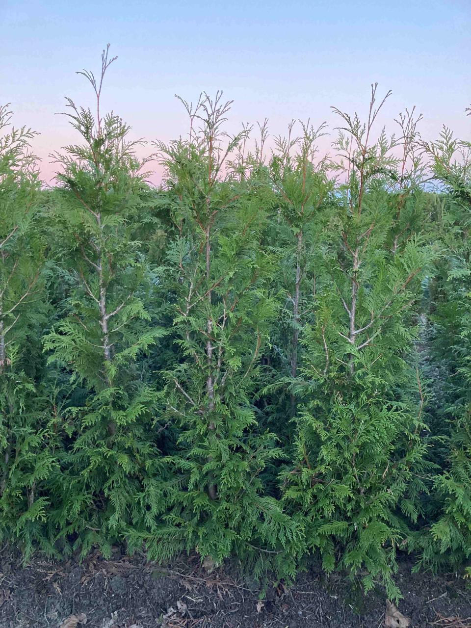 Thuja haag coniferen