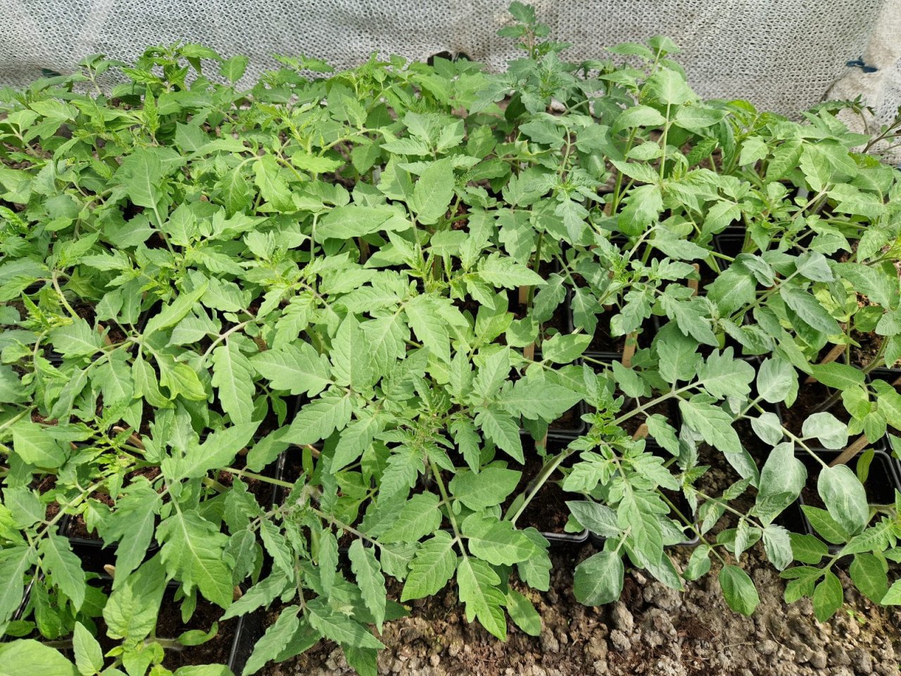 Allerlaatste plantjes - 22x tomaten en 2x paprika