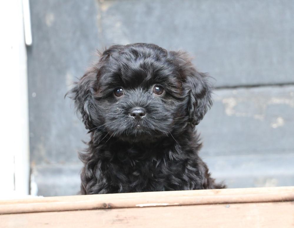 Shihpoo pups beschikbaar ( choco bruin en zwart gestroomd )