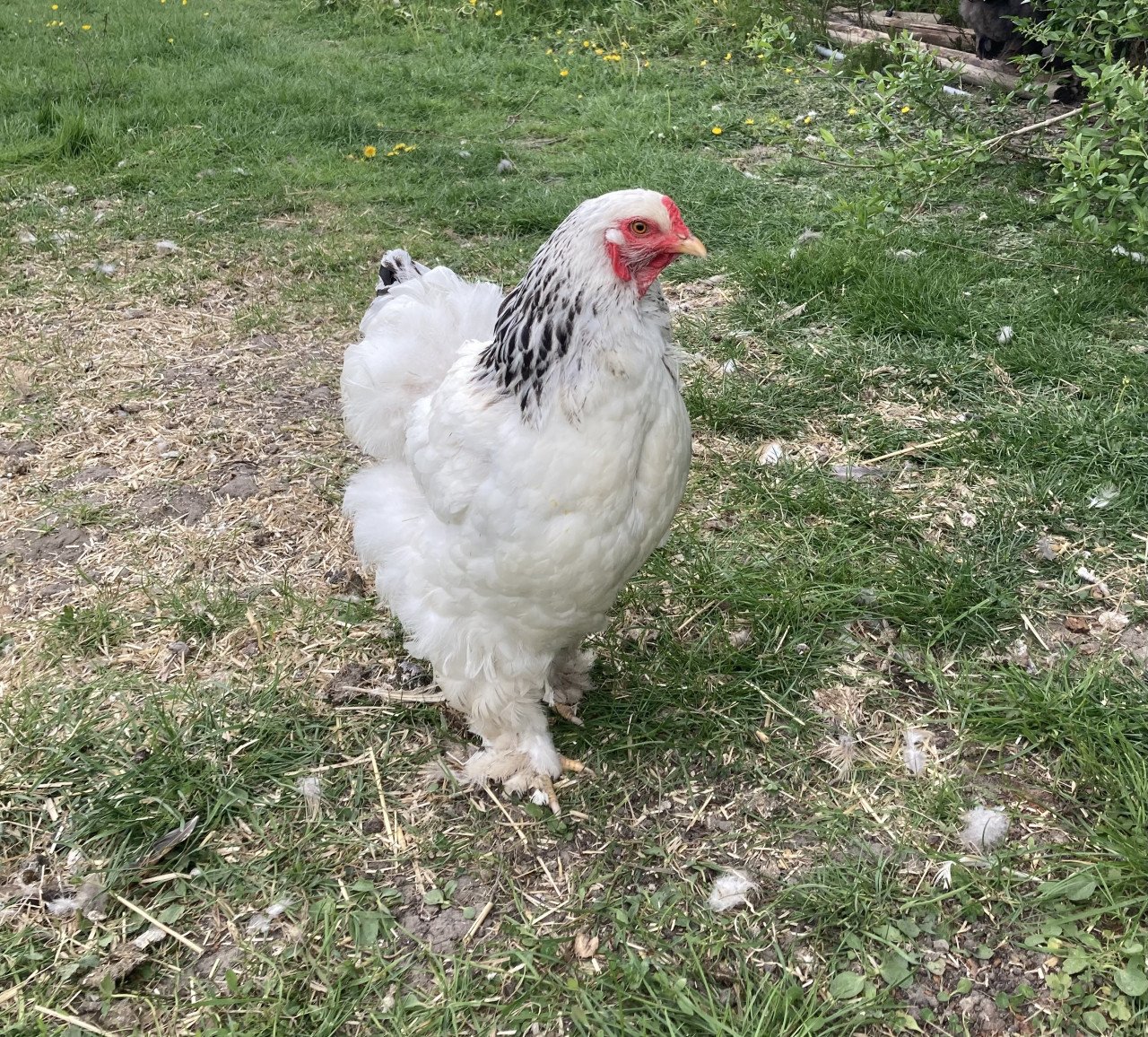 Broedeieren Jersey Giant, Brahma, zijdehoen en groenlegger