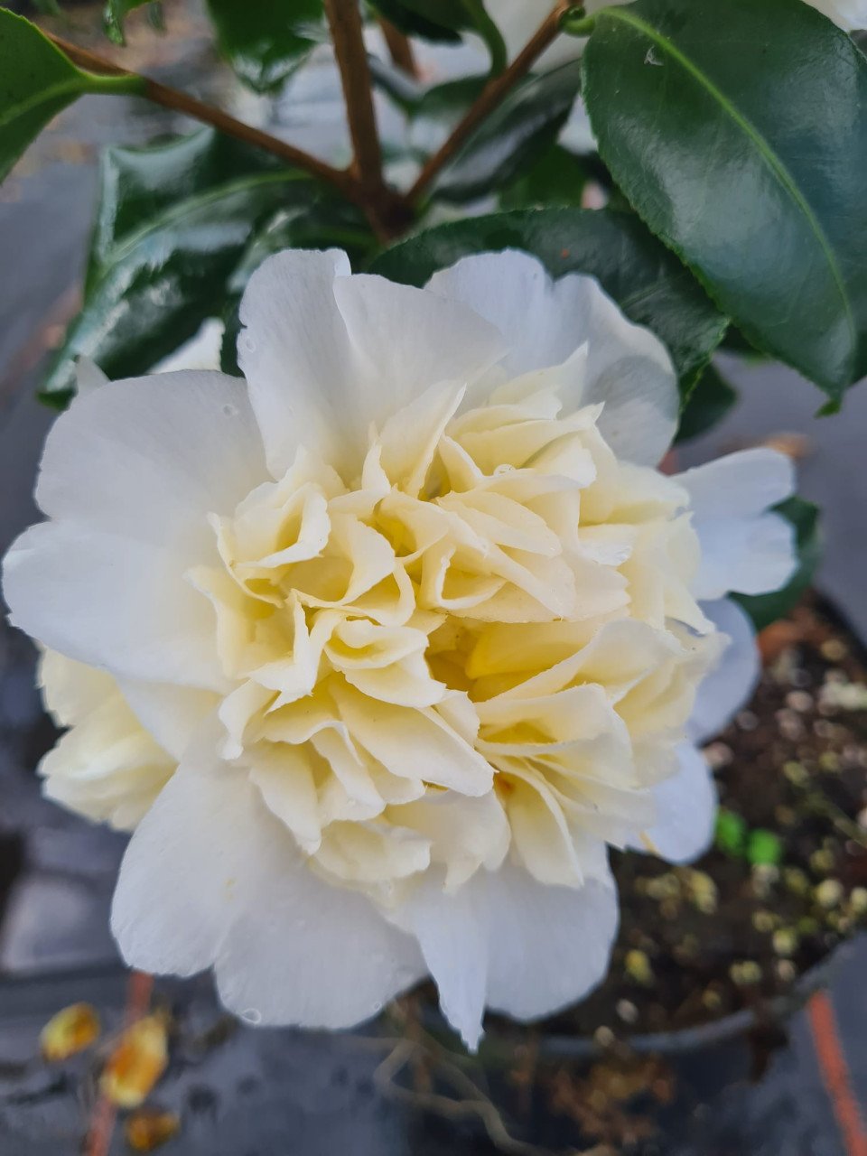 Camelia Brushfield yellow ca 100 cm