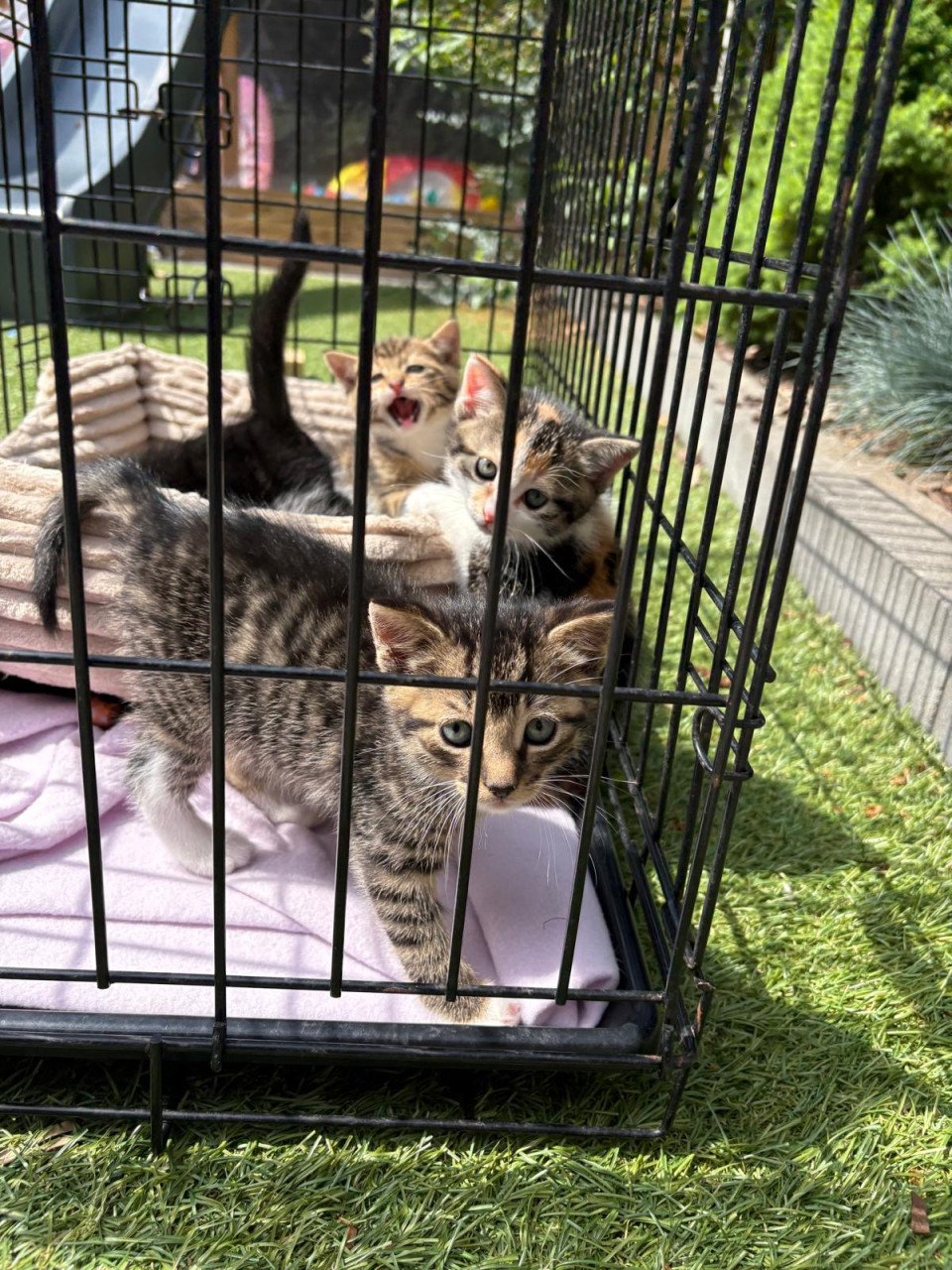 Kitten