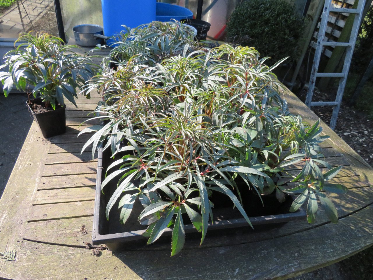 Helleborus kerstroos