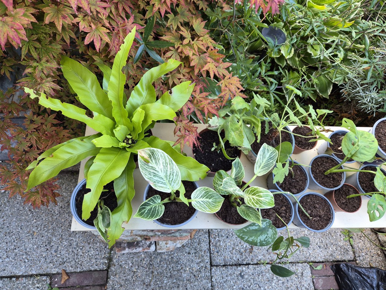 Diverse planten te koop