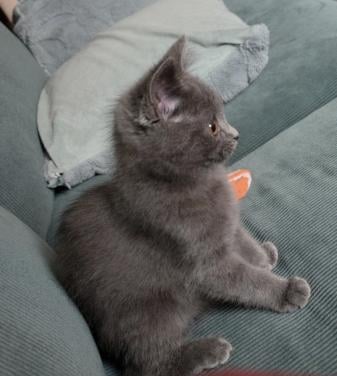 Kitten britse korthaar blue