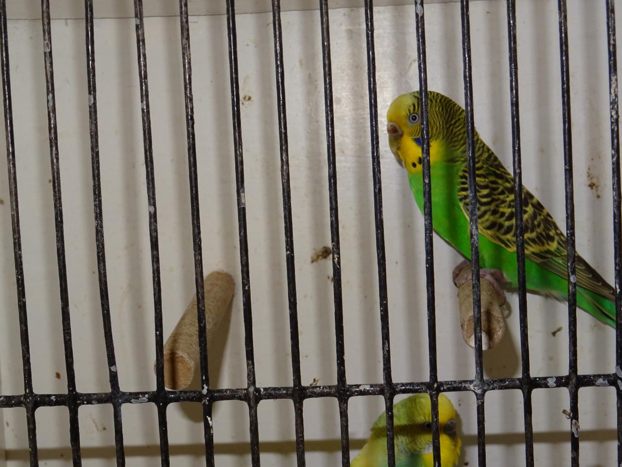 Te koop mooi koppeltje grasparkietjes broedrijp