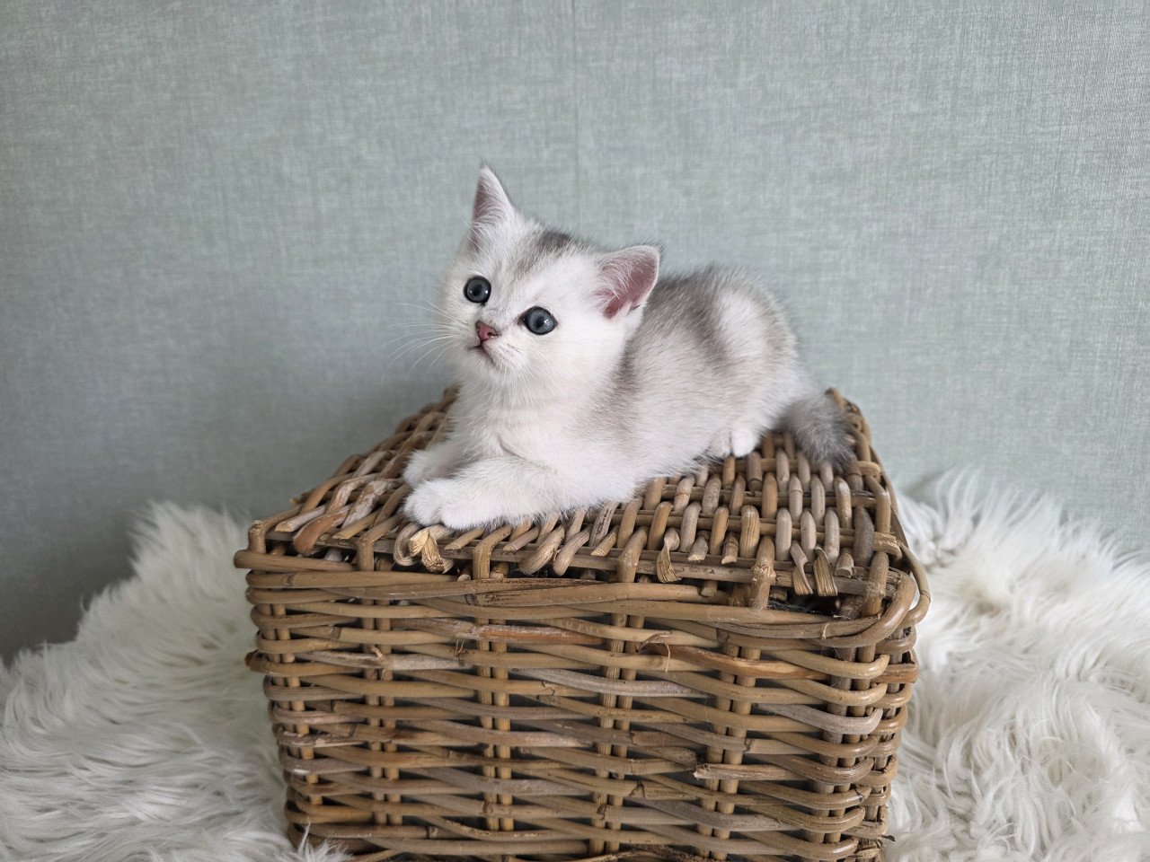 Brits korthaar kittens silver tabby (Whiskas)
