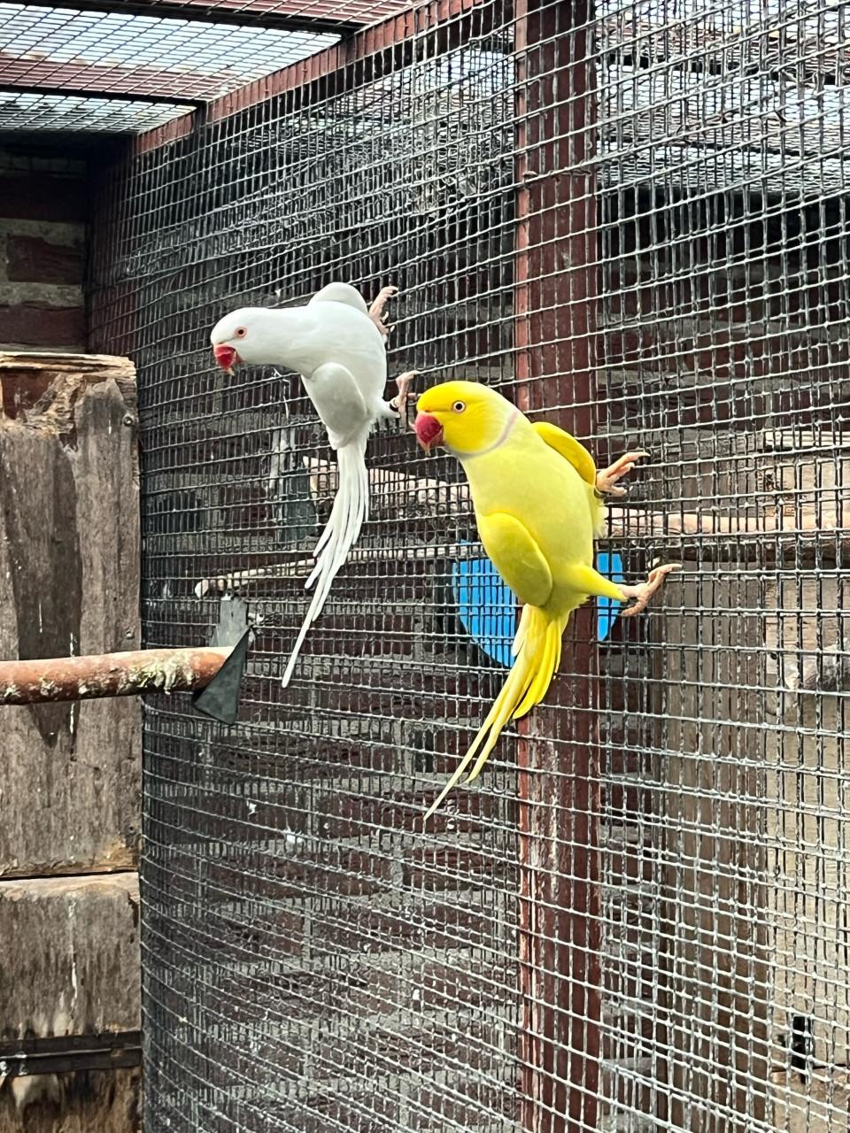 Halsbandparkieten koppel Lutino pallid x Albino