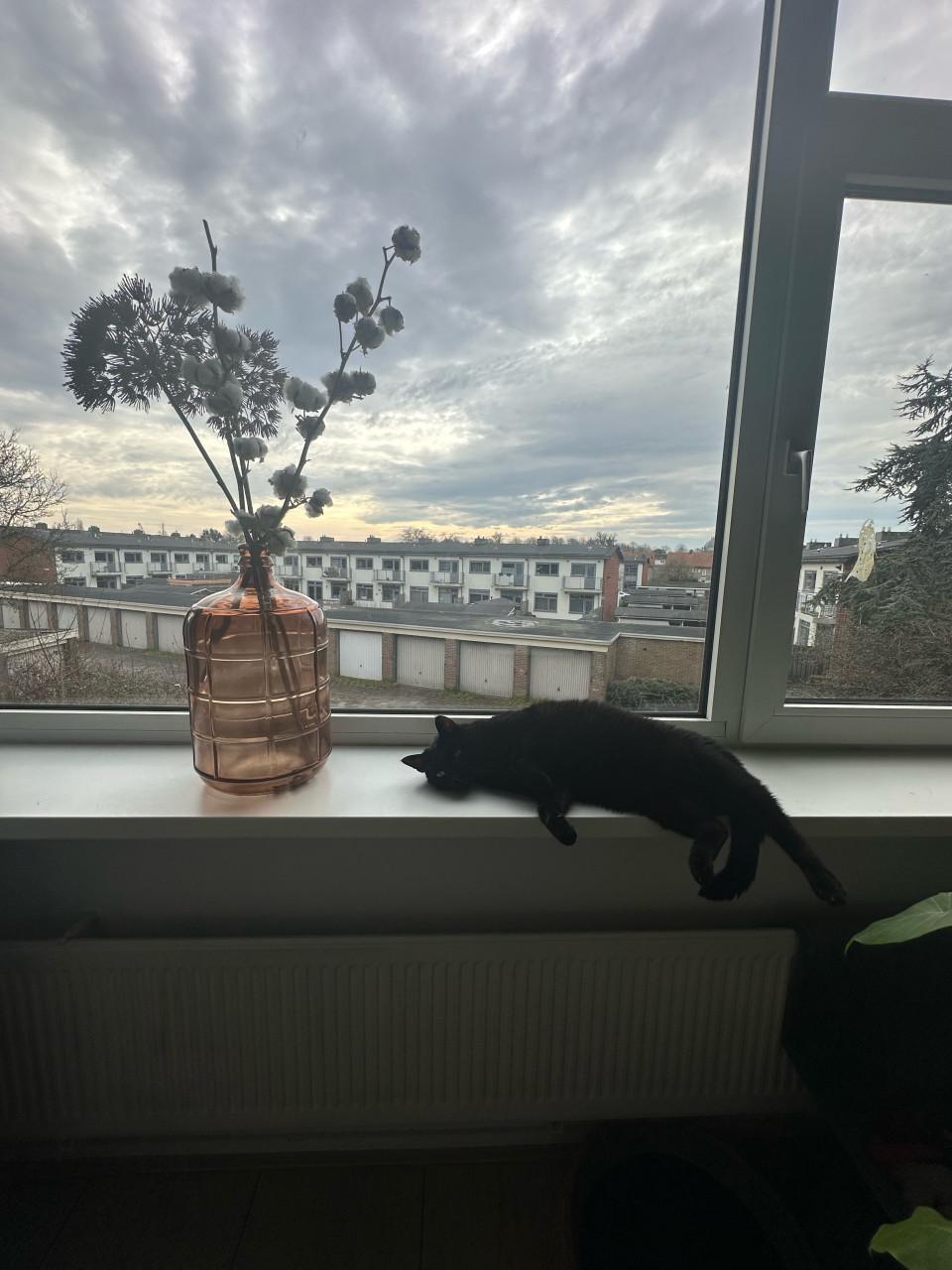Lieve poes Fancy zoekt een rustig en liefdevol huisje