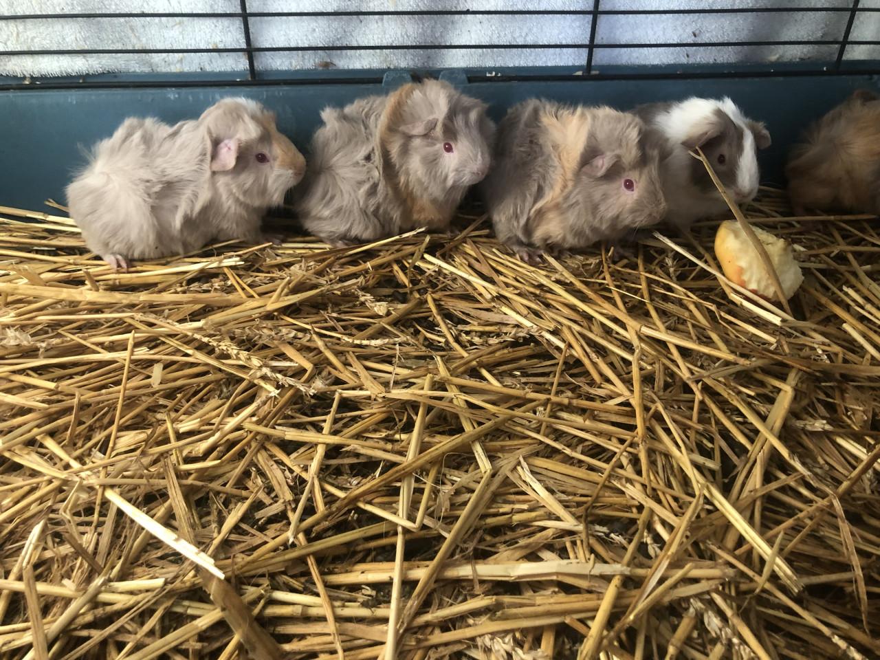 Knappe cavia’s!!