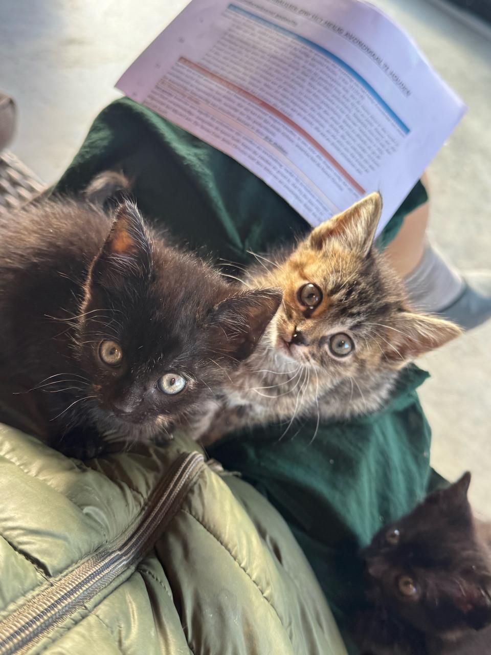 2 sociale kittens