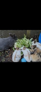 Lieve baby konijntjes