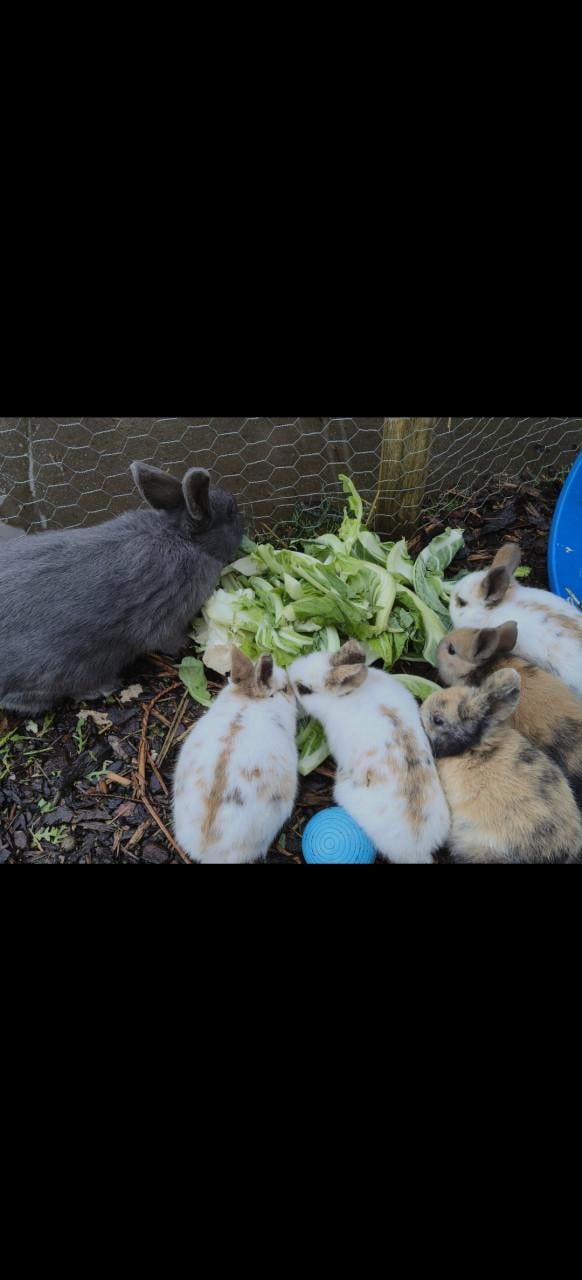 Lieve baby konijntjes