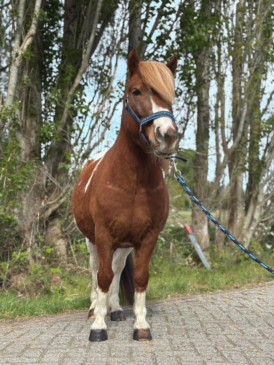 Leuke 8 jarige ruin!