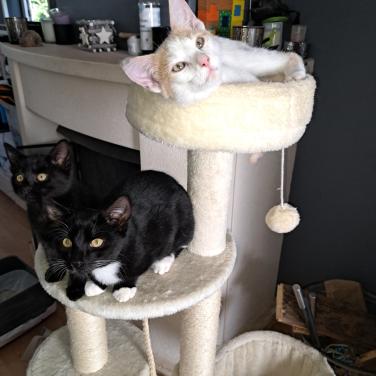 Kittens