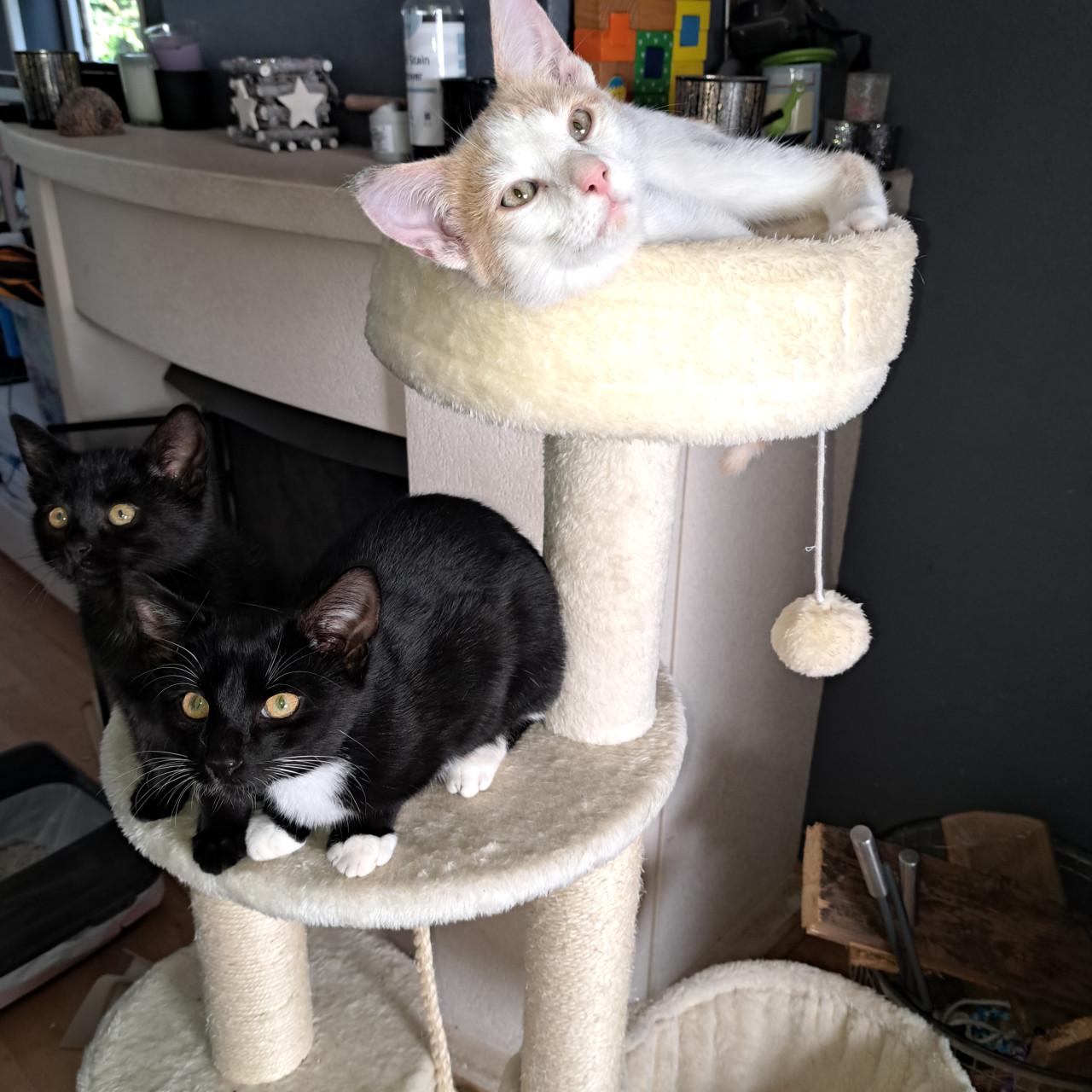 Kittens