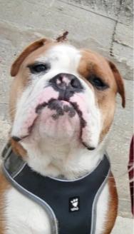 Gezocht, gouden mandje voor onze Bulldog