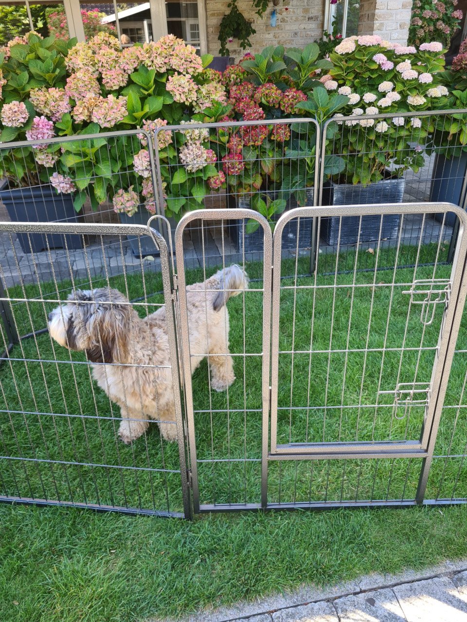 Puppy-/hondenren
