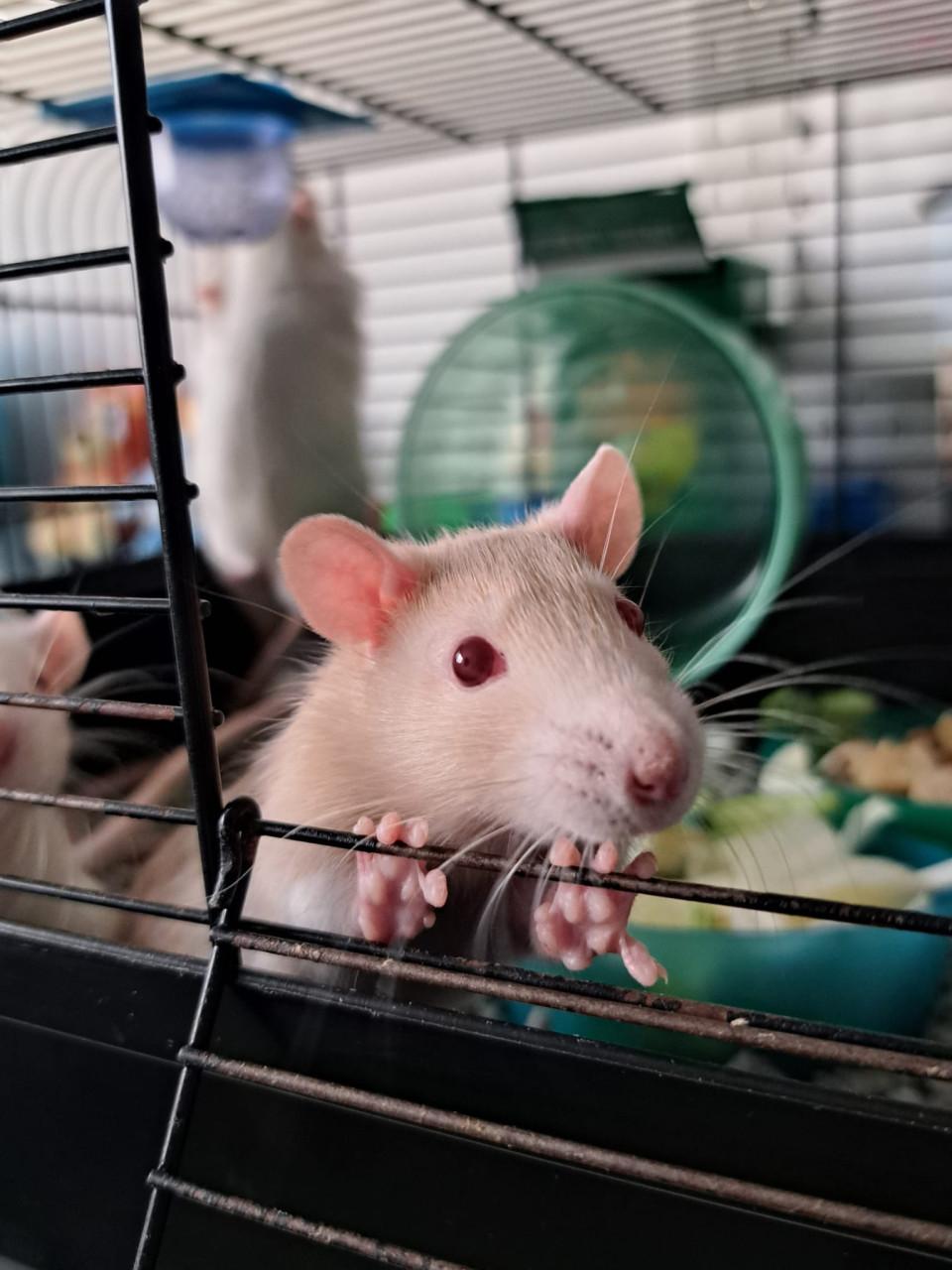 Handtamme ratjes