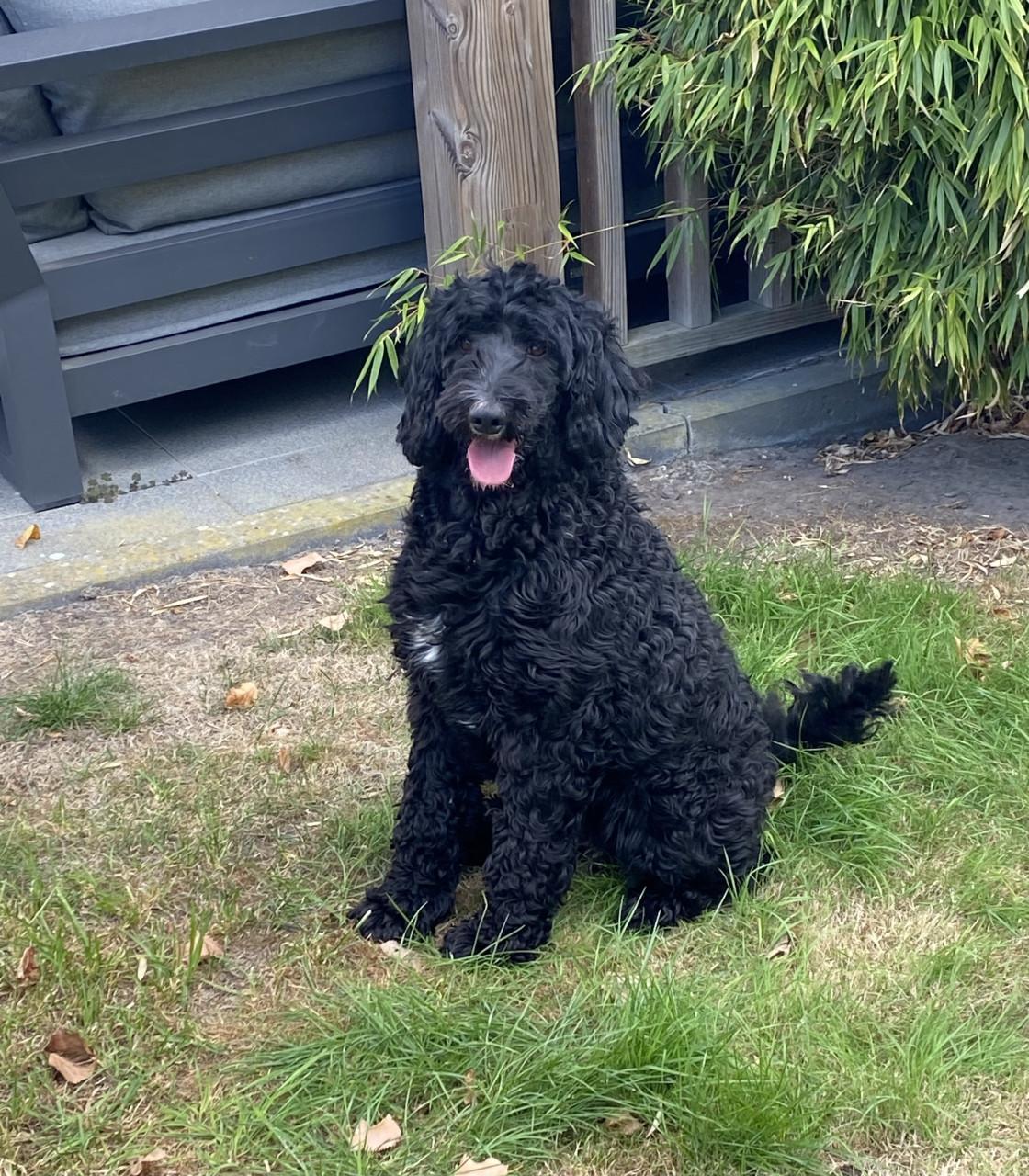 Labradoodle pups (standaard maat)