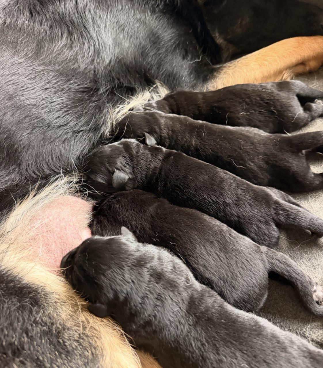 Duitse herder - Labrador pups