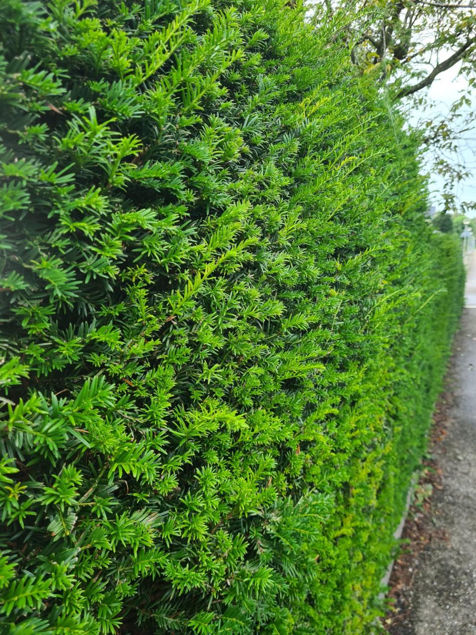 Taxus Baccata 180-200 cm voor een groenblijvende haag