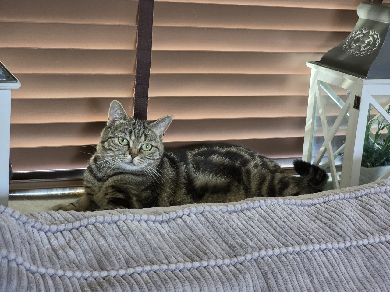 Brits korthaar Black golden tabby blotched poesje