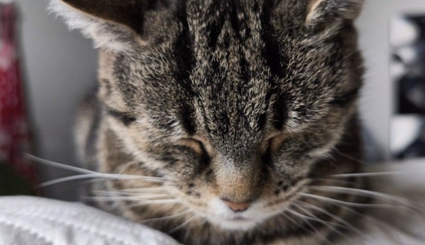 Poes zoekt nieuw fijn huisje