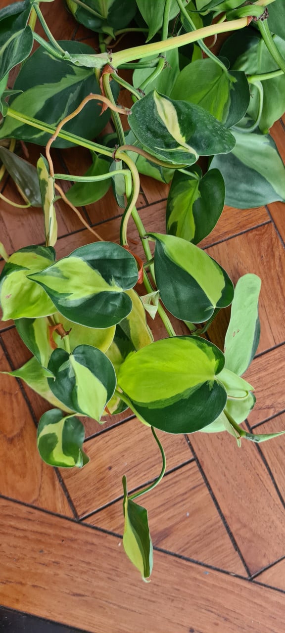 Philondendron scandens Brasil stekken