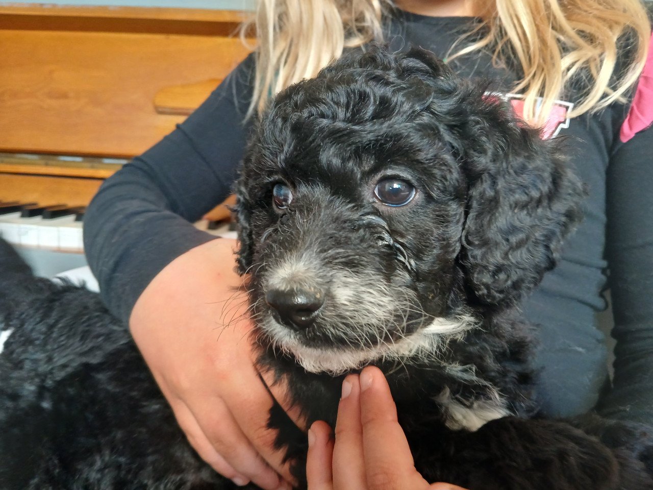 Schattige labradoodle pups op zoek naar een huis