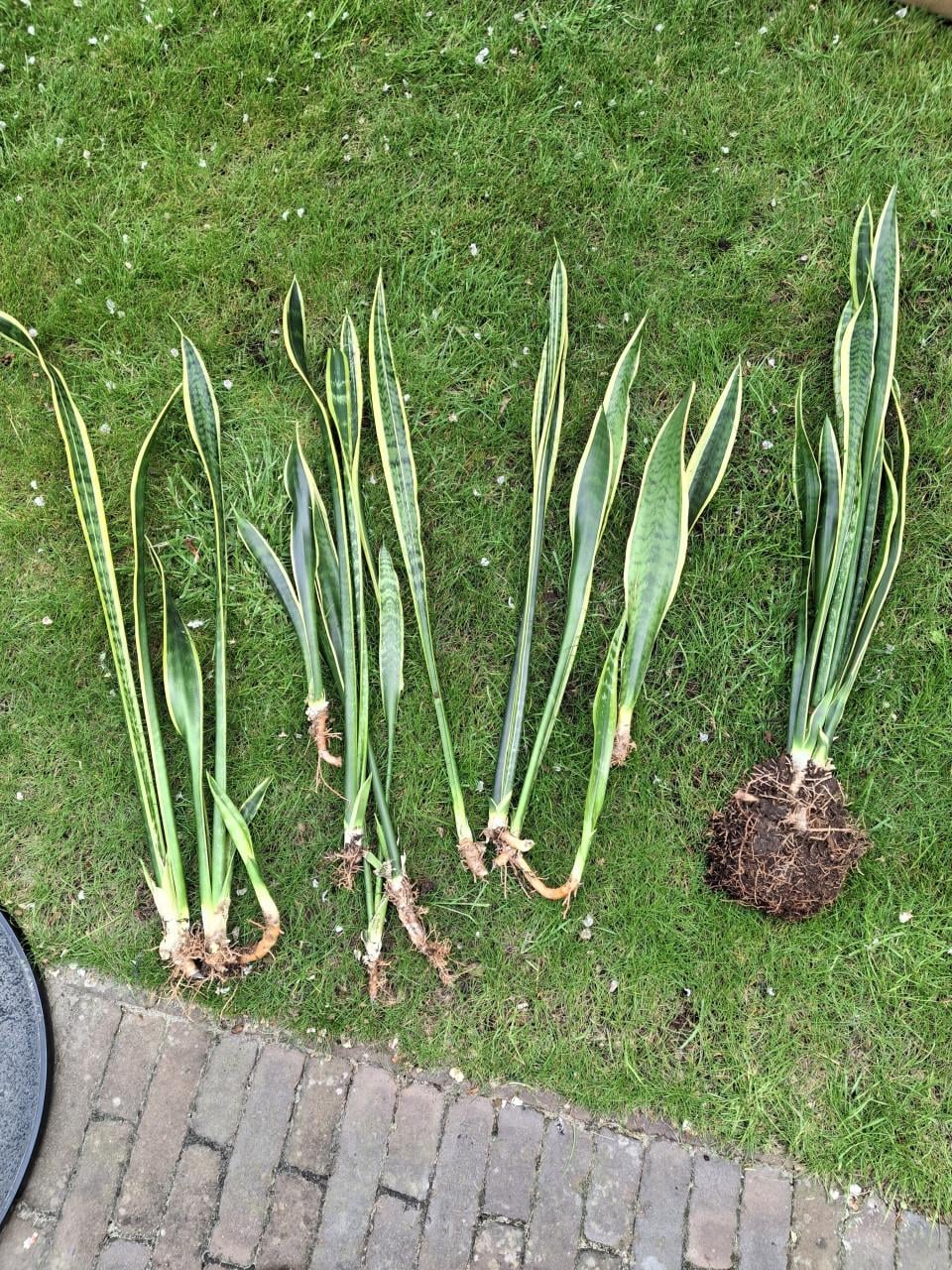 Stekken van sanceveria