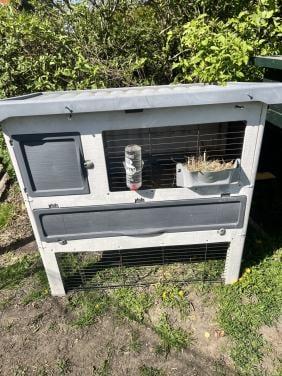 Konijnhok plus konijn