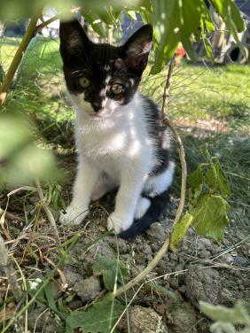 Prachtig kitten 🐈‍⬛