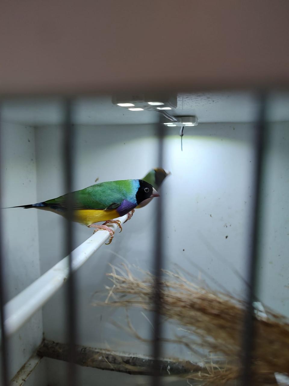 Gouldamadines