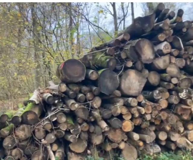 Openhaardhout/Brandhout/kachelhout Partij boomstammen OP=OP