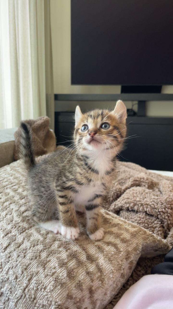 Kittens