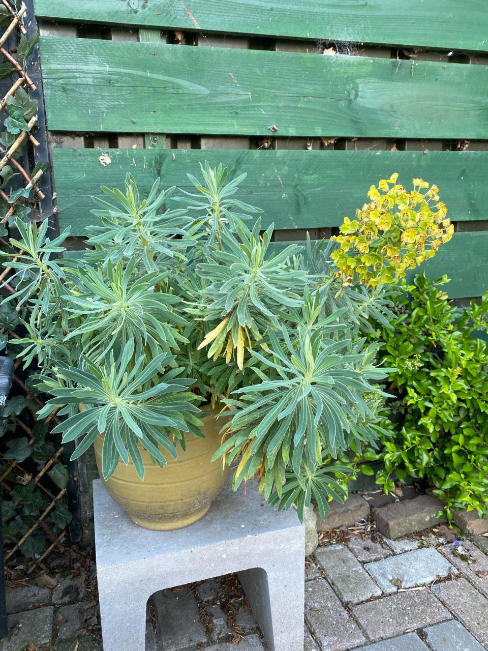 Euphorbia characias wulfenii