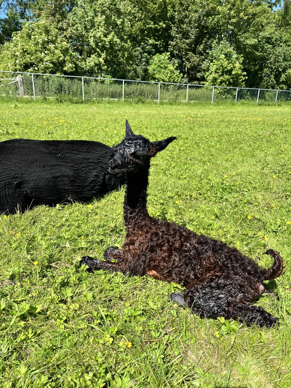 Alpaca hengstje