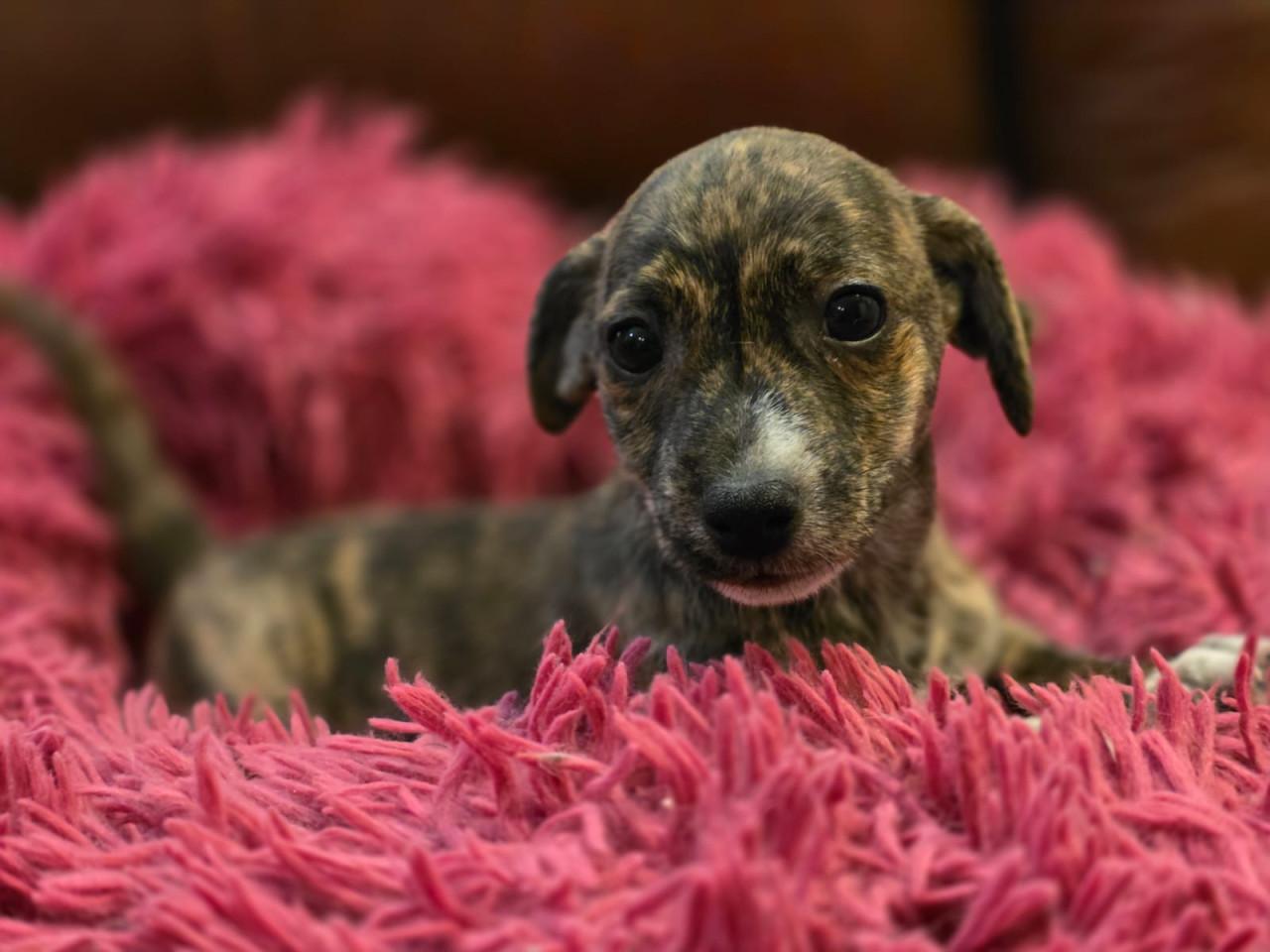 Prachtige Jack Russell puppies