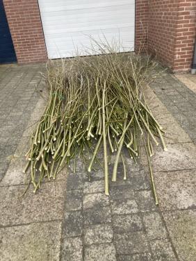 Wilgentakken GRATIS af te halen (op=op)