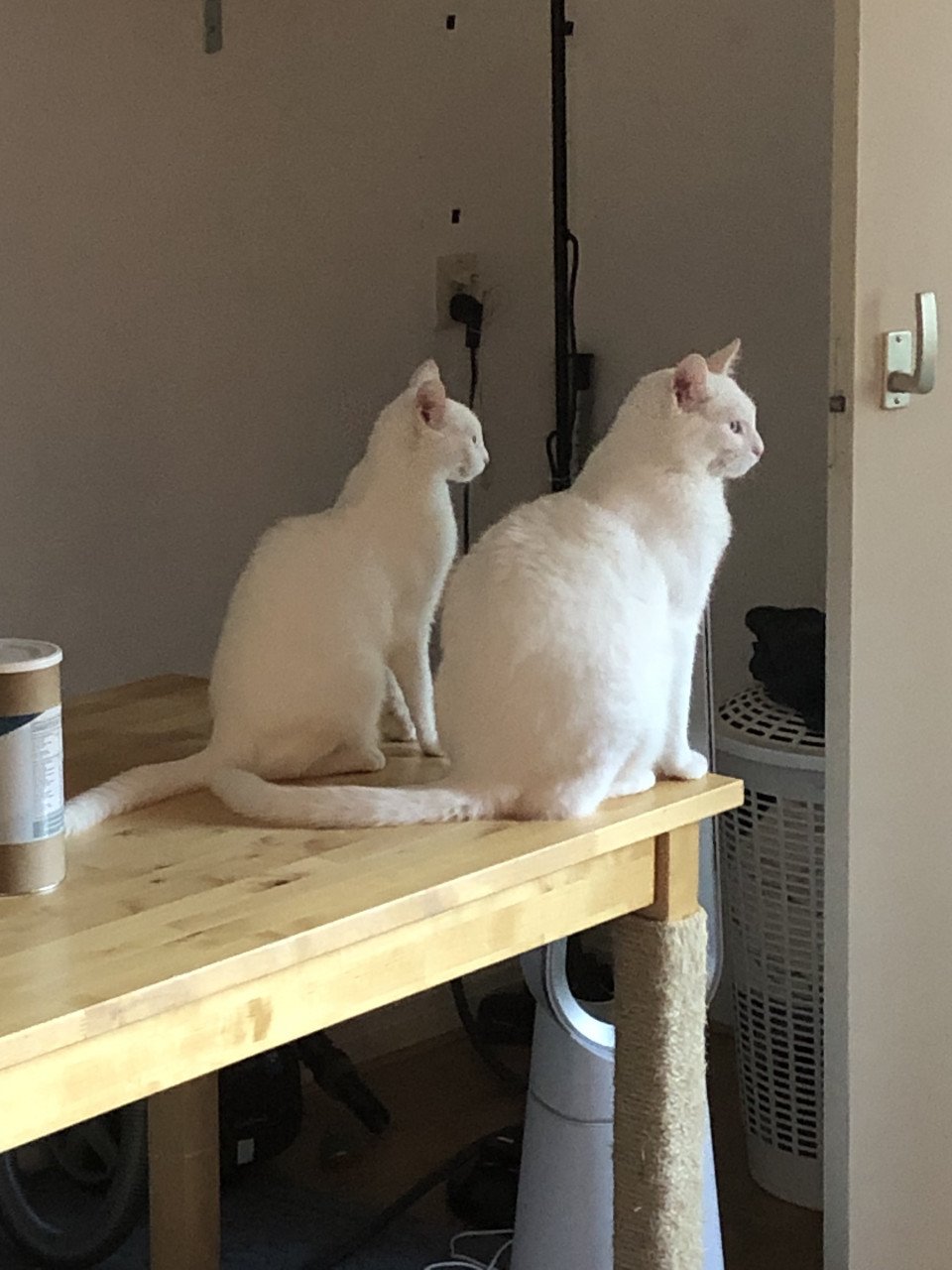 Katten