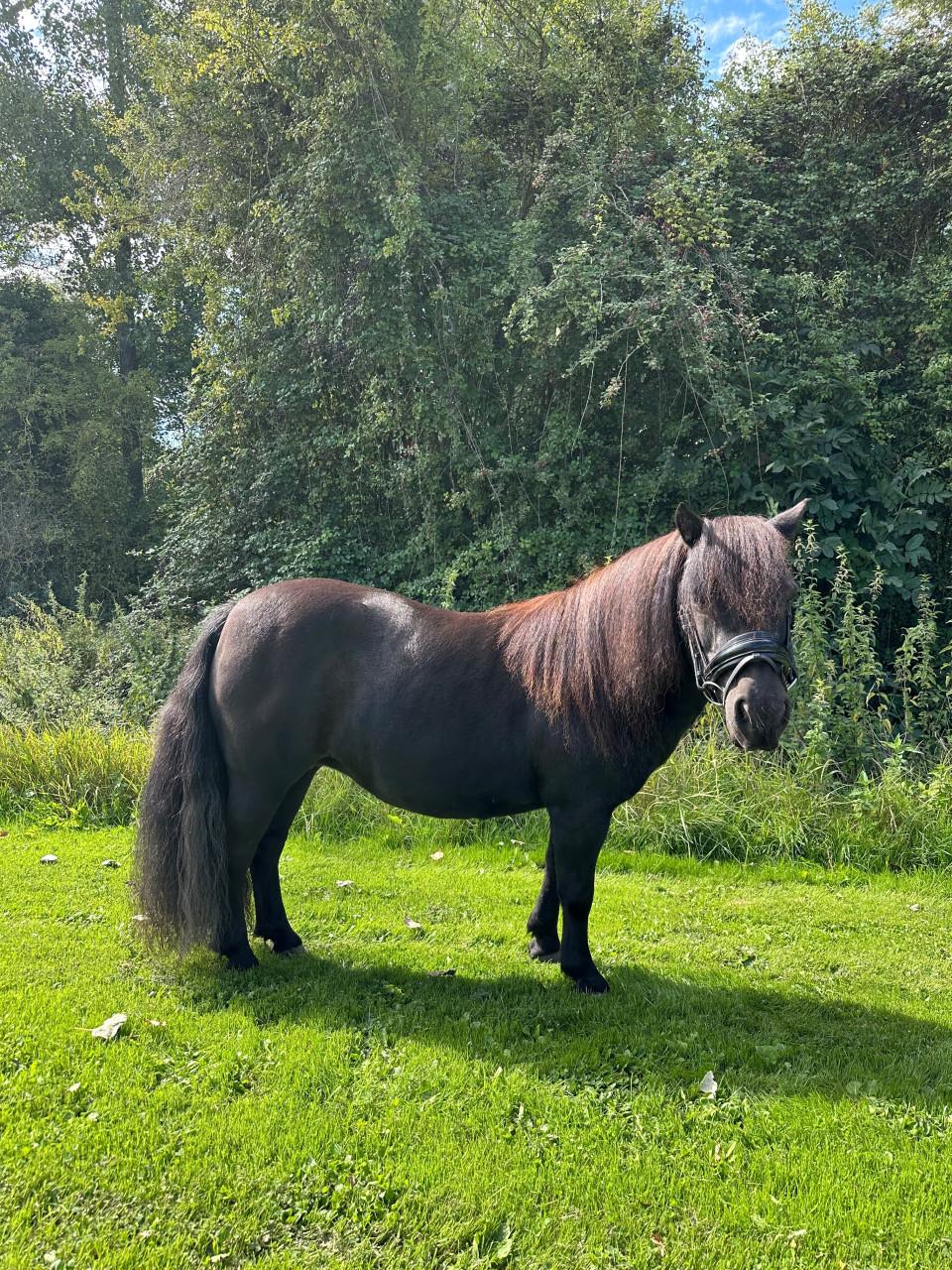 Super lieve shetlander merrie