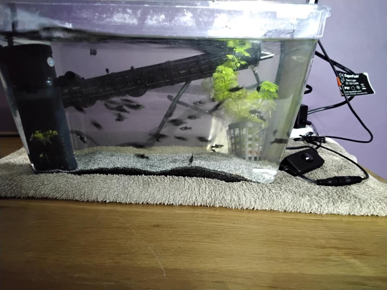 Jonge black mollies