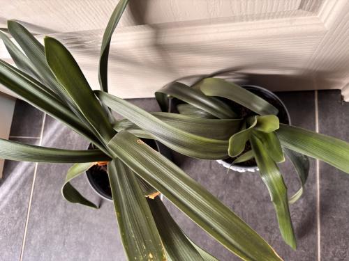 Kamer planten clivia’s