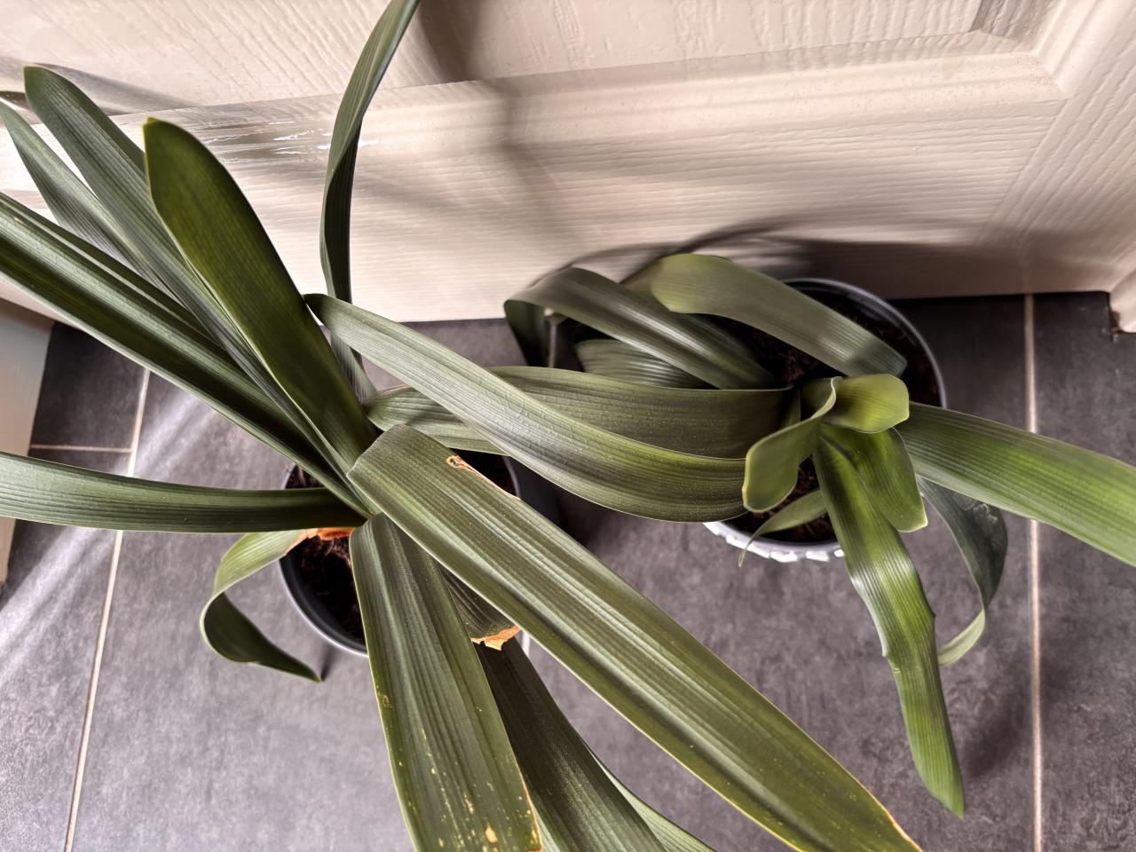 Kamer planten clivia’s