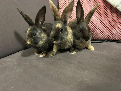 3 lieve baby konijntjes