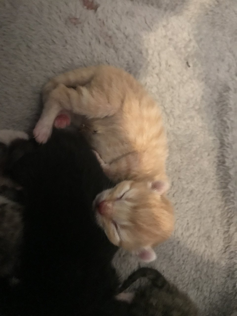 Kitten / Kittens zoeken gouden mandje! ❤️