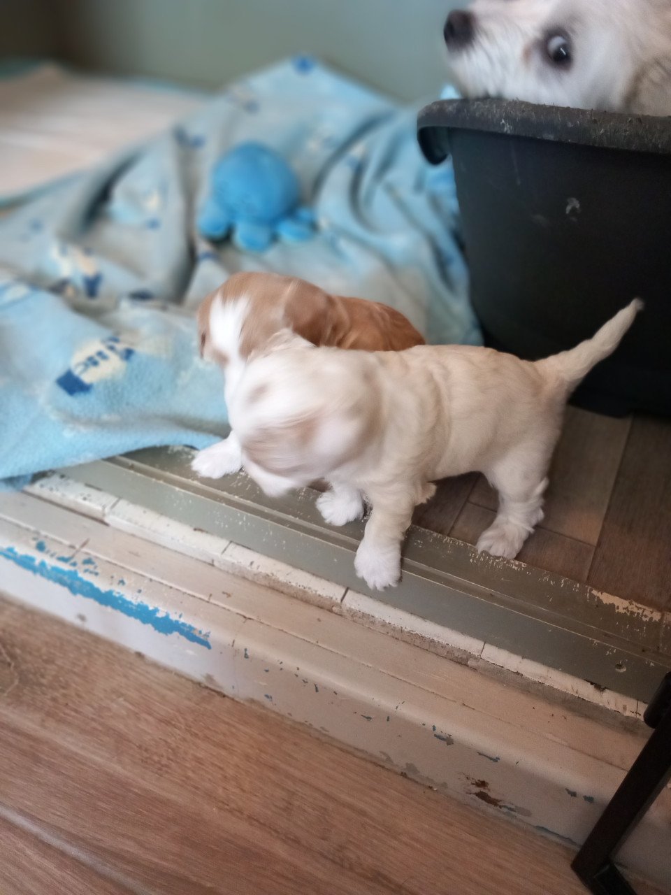 Maltipo teefje
