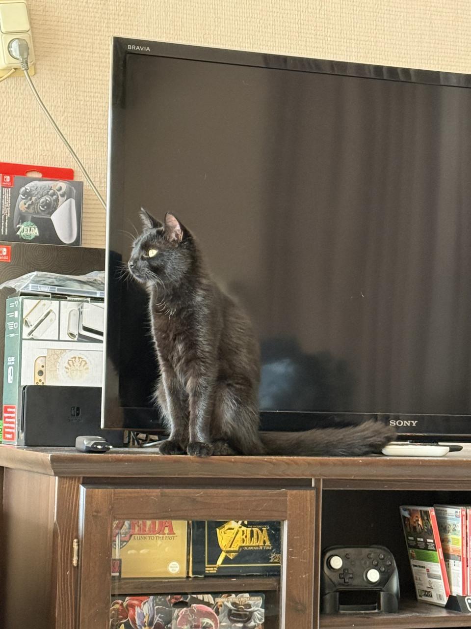 Binx 8 maanden zoekt gouden mand