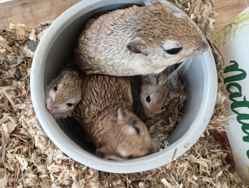 Gerbil